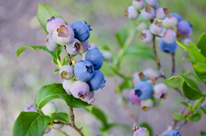 Blueberry bush